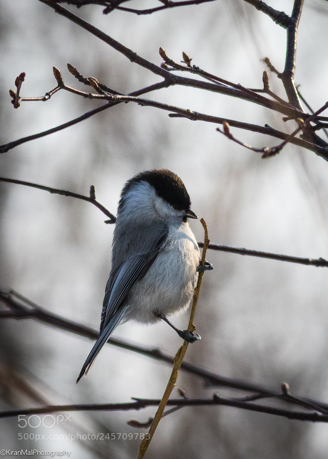 Canon EOS 7D Mark II sample photo. Stick n tit photography