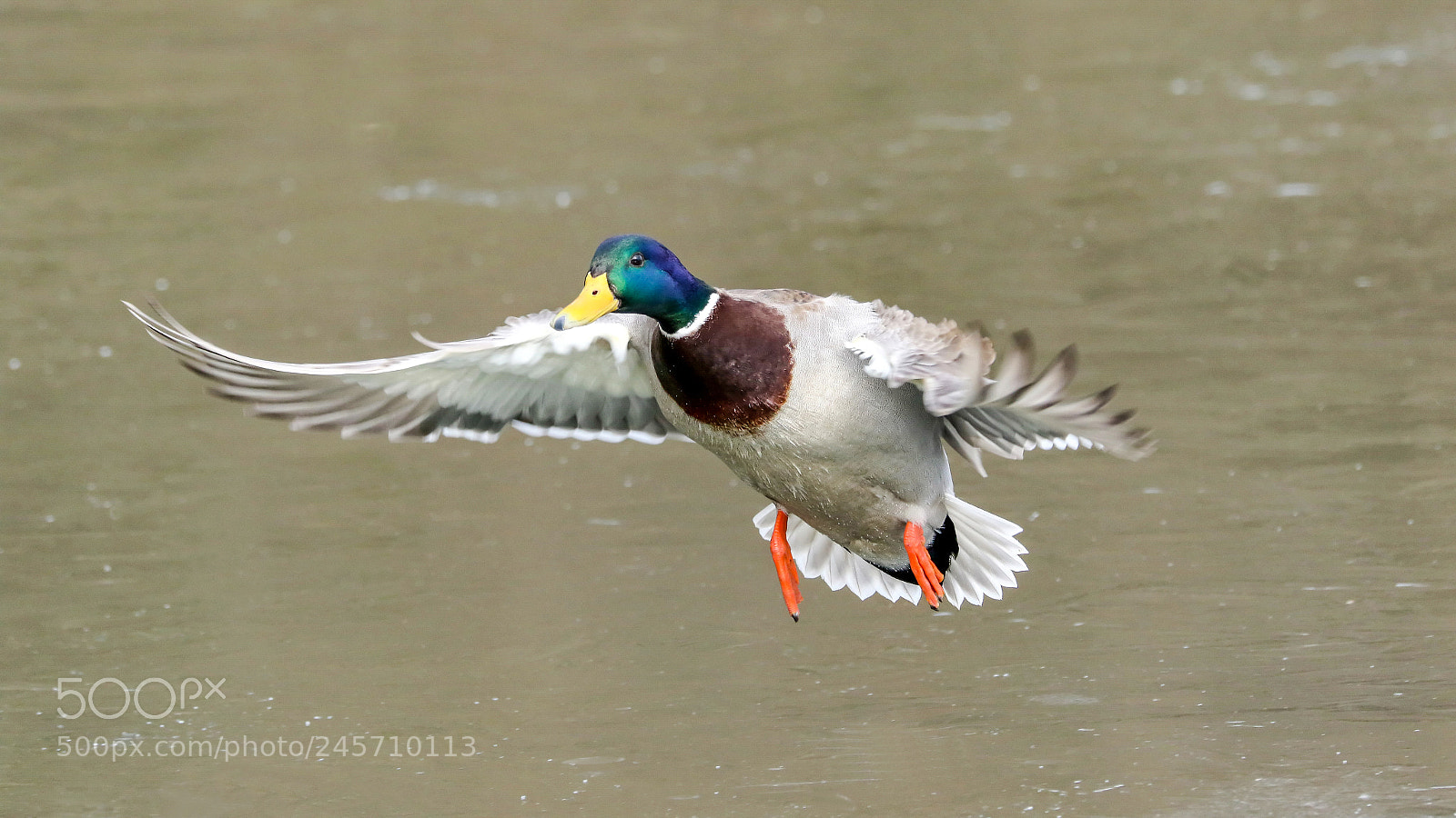 Canon EOS 7D Mark II sample photo. Mallard duck photography