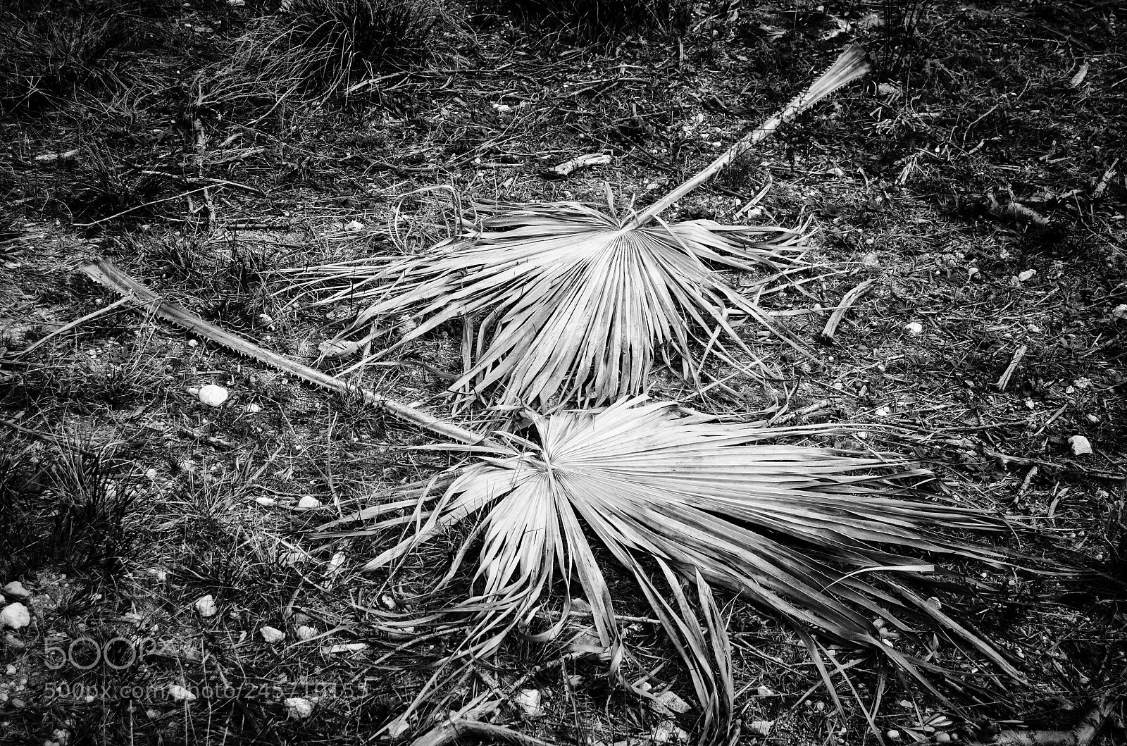 Nikon D5100 sample photo. Leafs... photography