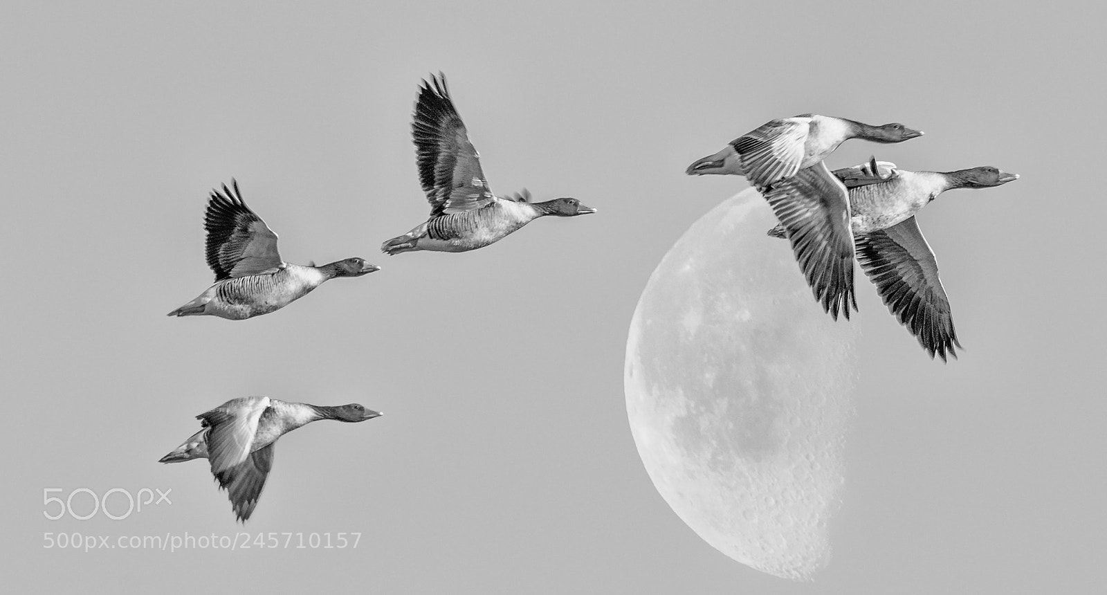 Nikon D800 sample photo. Flying brants with moon photography