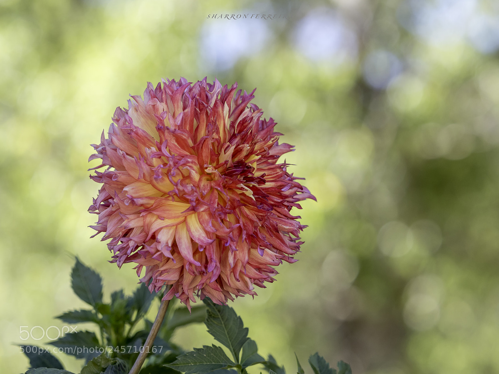 Olympus OM-D E-M5 II sample photo. Beauty photography