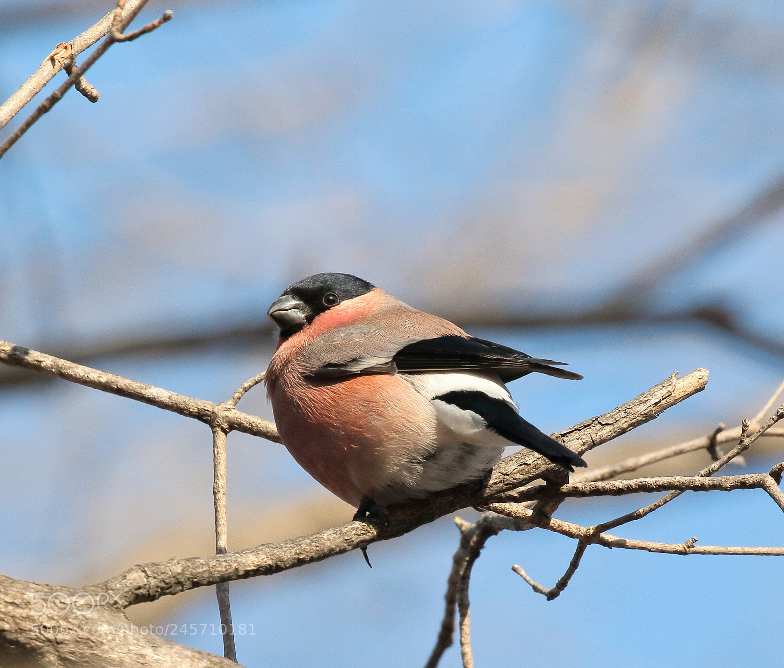 Canon EOS 7D Mark II sample photo. Bullfinch photography