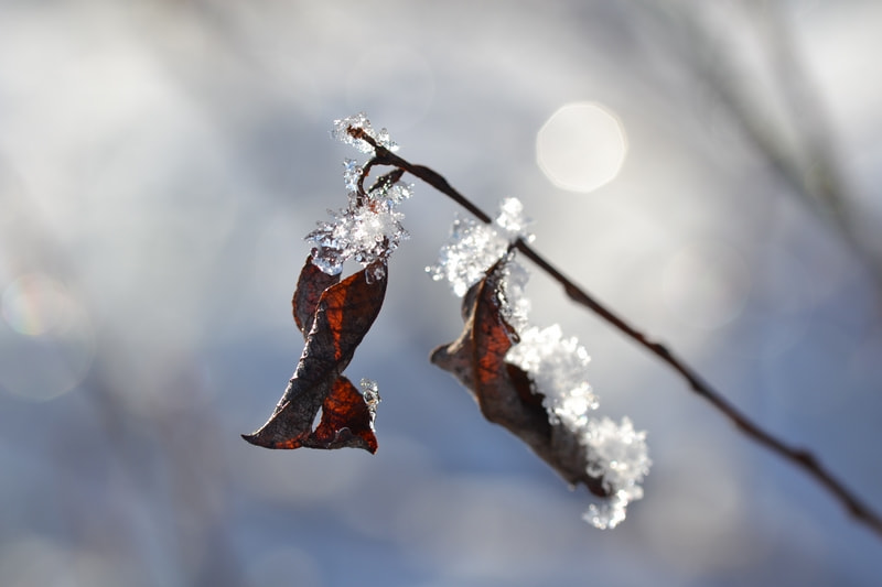 Nikon D3100 + Sigma 105mm F2.8 EX DG OS HSM sample photo. February photography