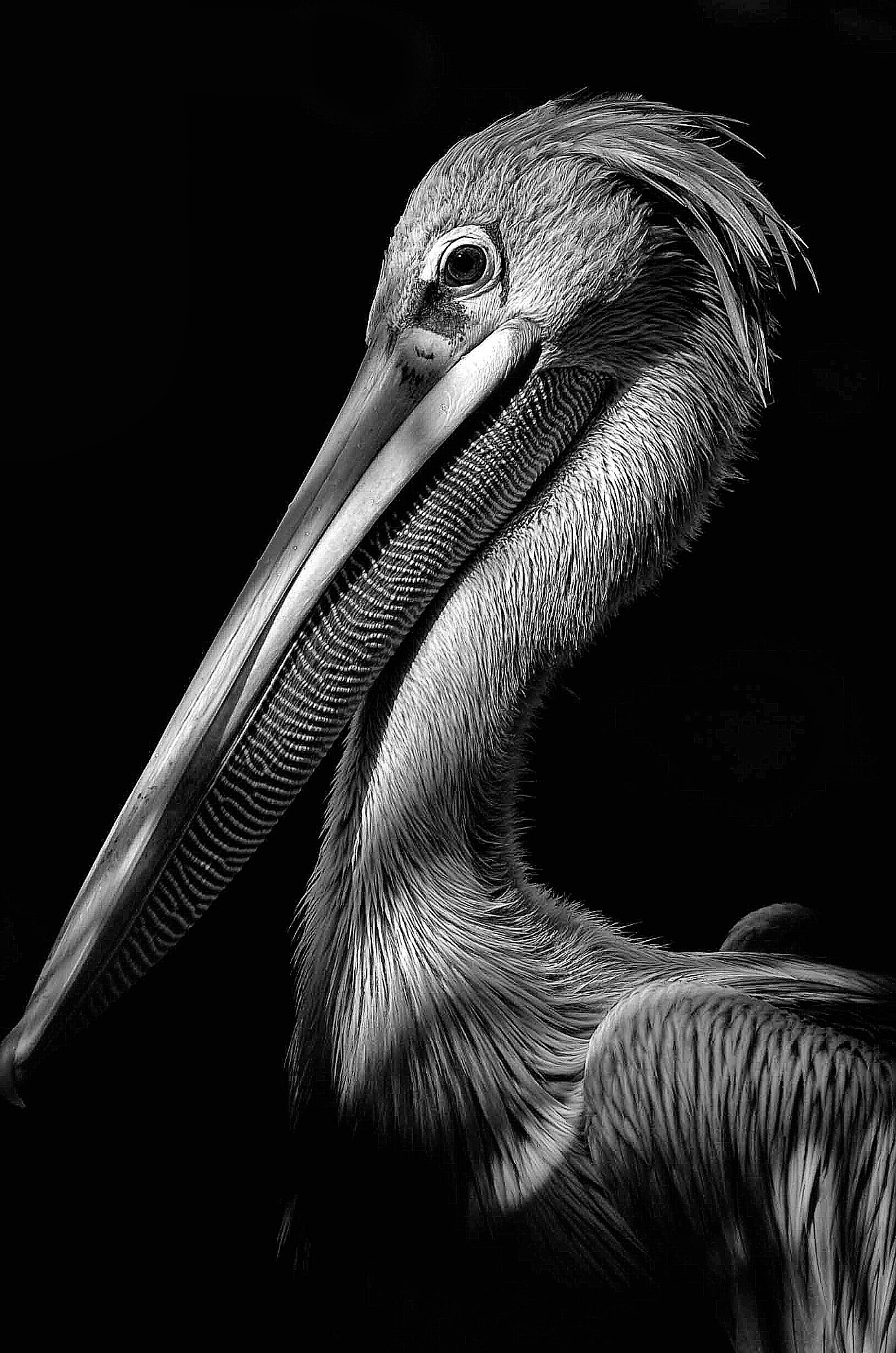 Nikon D2H sample photo. Pelican photography