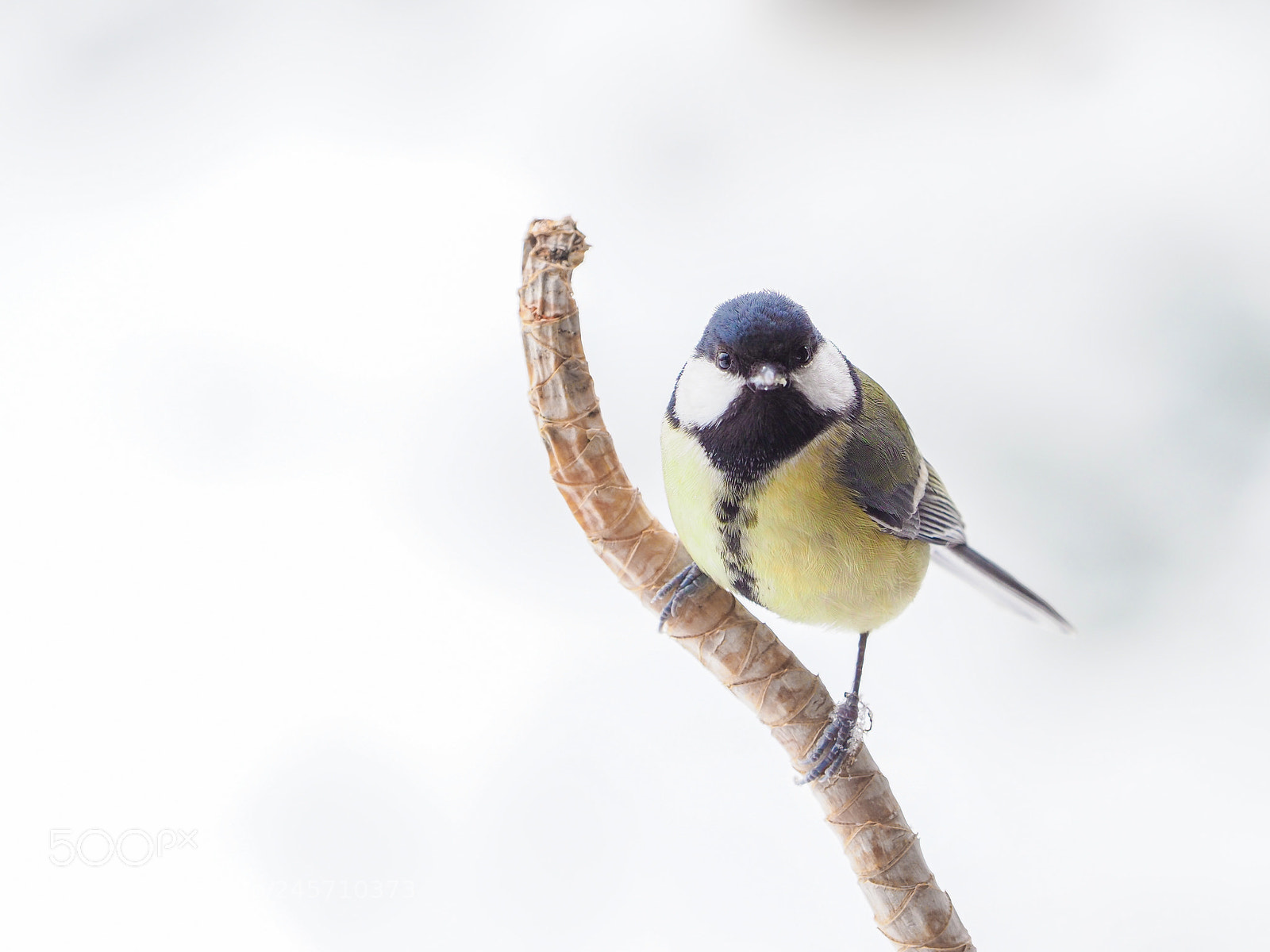 Olympus OM-D E-M1 Mark II sample photo. Kohlemeise lat.parus major photography