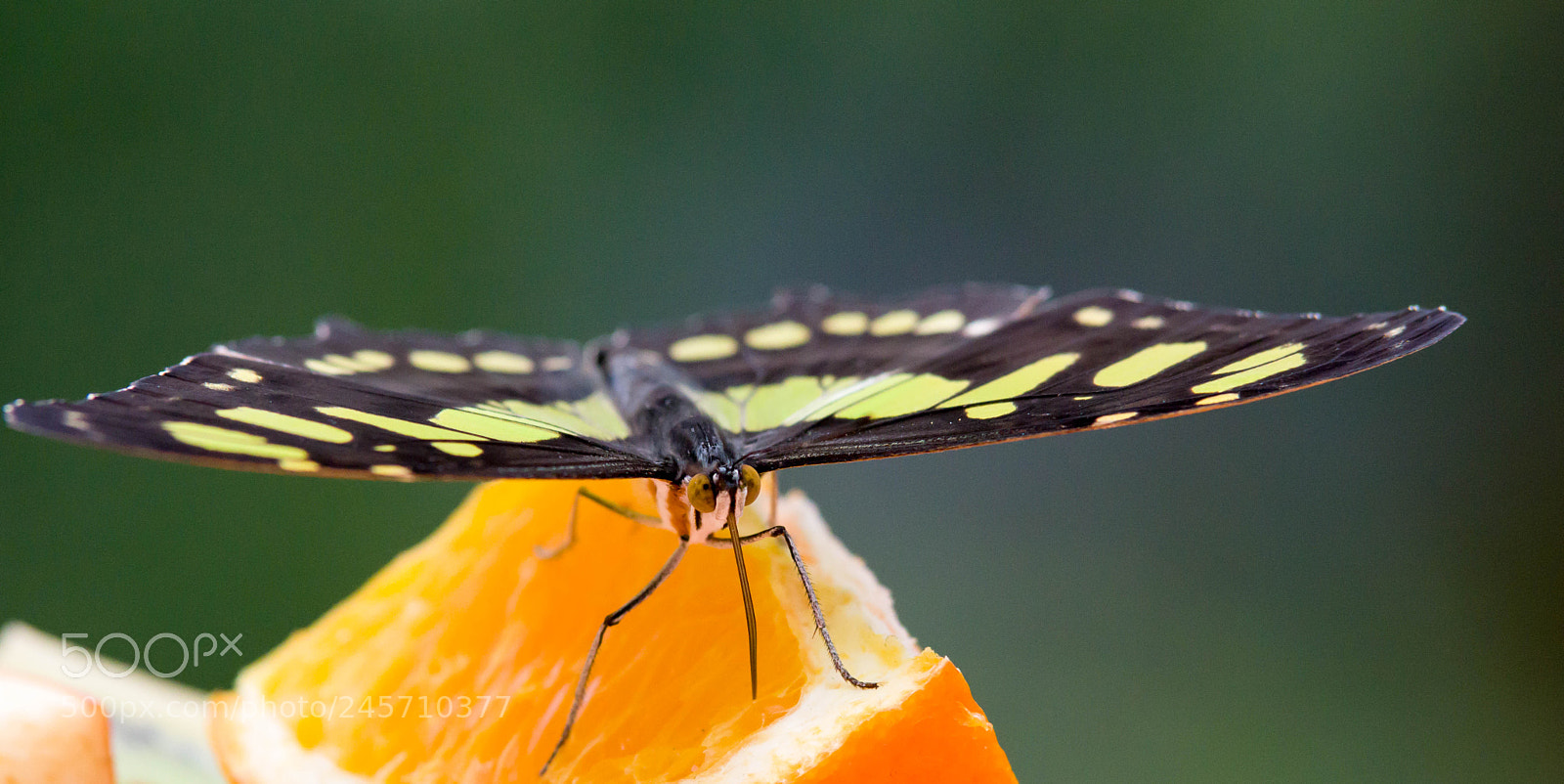 Pentax K-3 II sample photo. That's my orange! photography