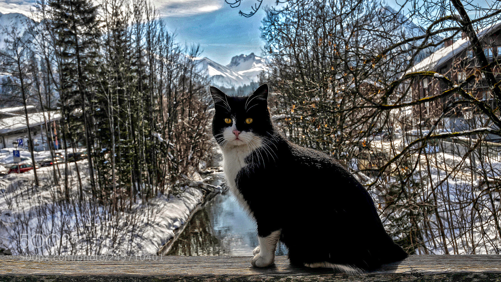 Nikon D300S sample photo. Cat photography