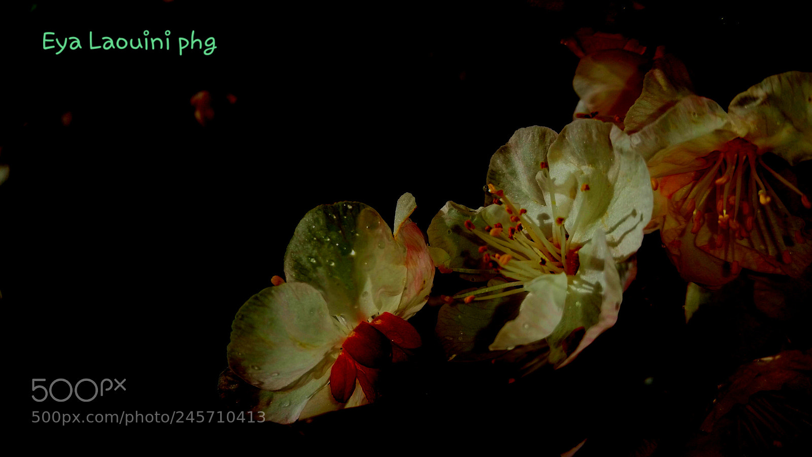 Samsung Galaxy S5 sample photo. Flowers    details photography
