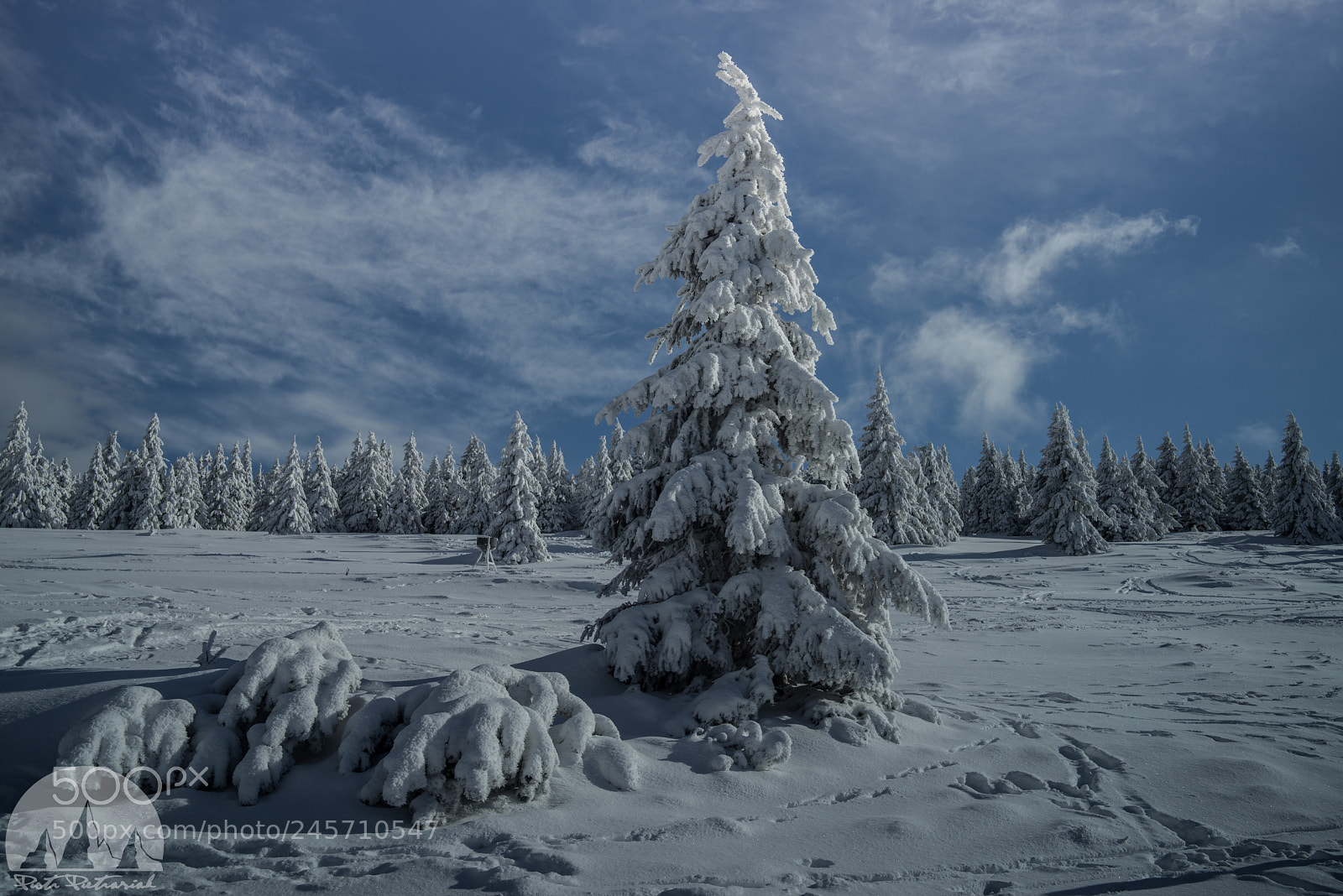 Sony a7R sample photo. Winter in nie nik photography