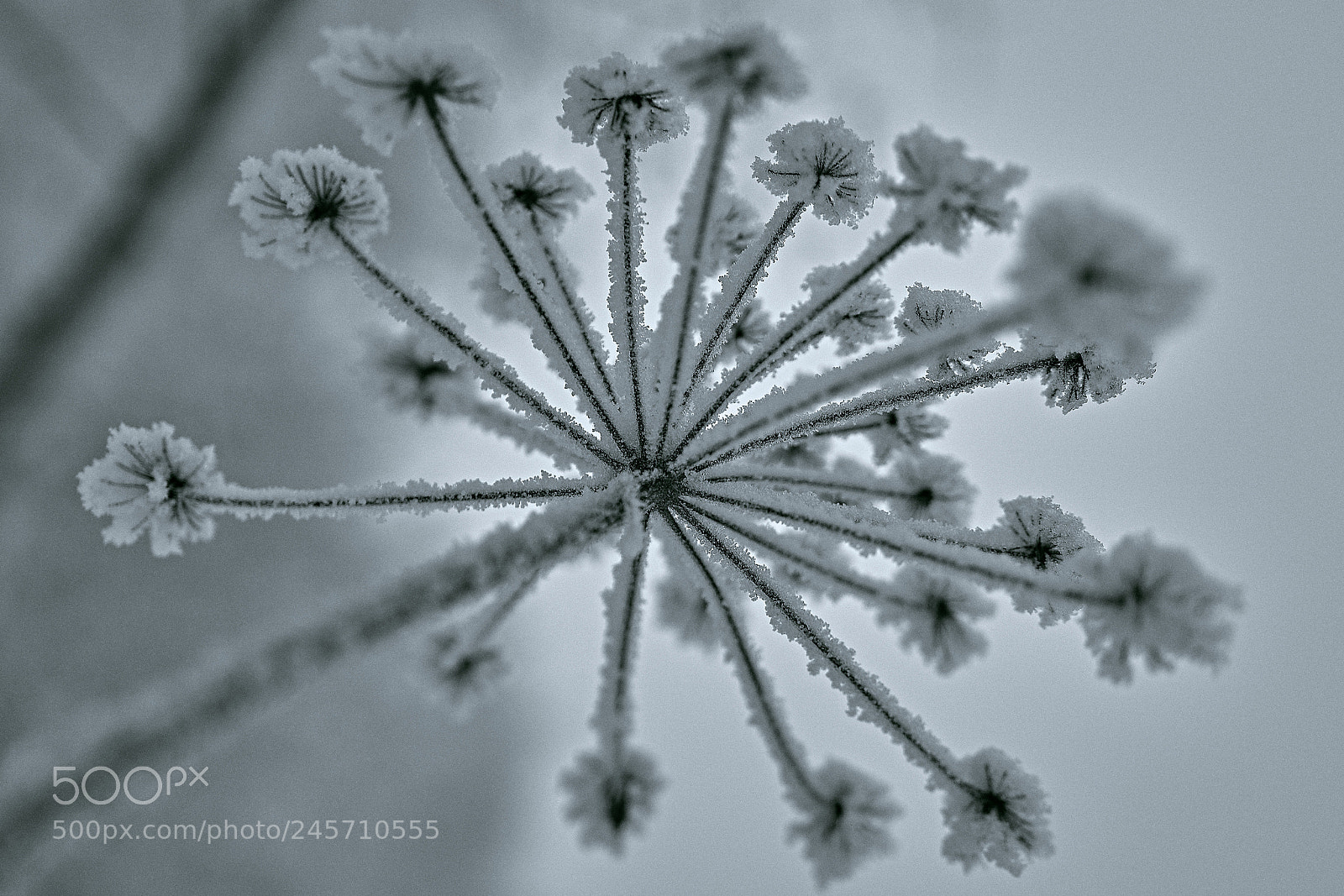 Sony a7R III sample photo. Snow photography