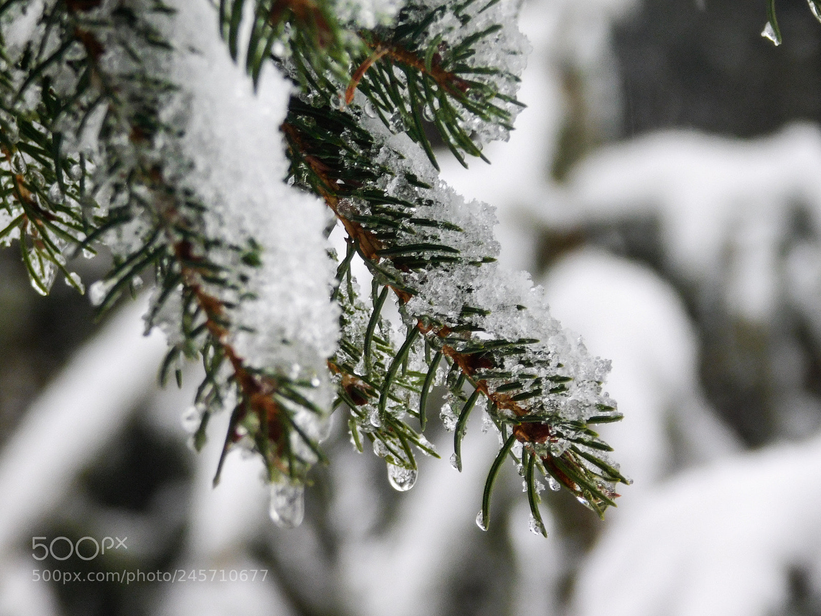 Nikon Coolpix L840 sample photo. Winter war photography
