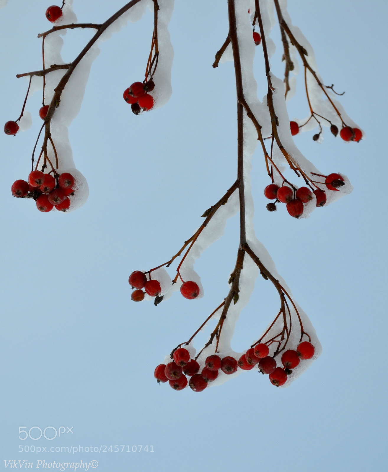 Nikon D3100 sample photo. Wild red berries photography