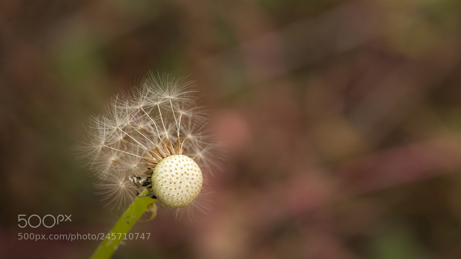 Nikon D800E sample photo. Dandelion photography