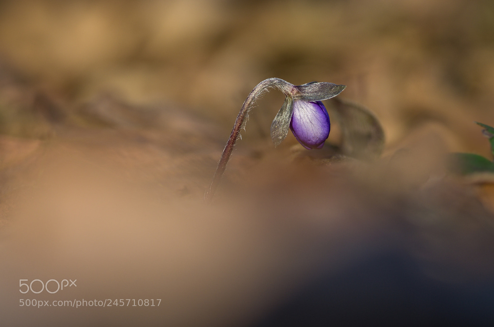 Pentax K-5 sample photo. Leberblümchen photography