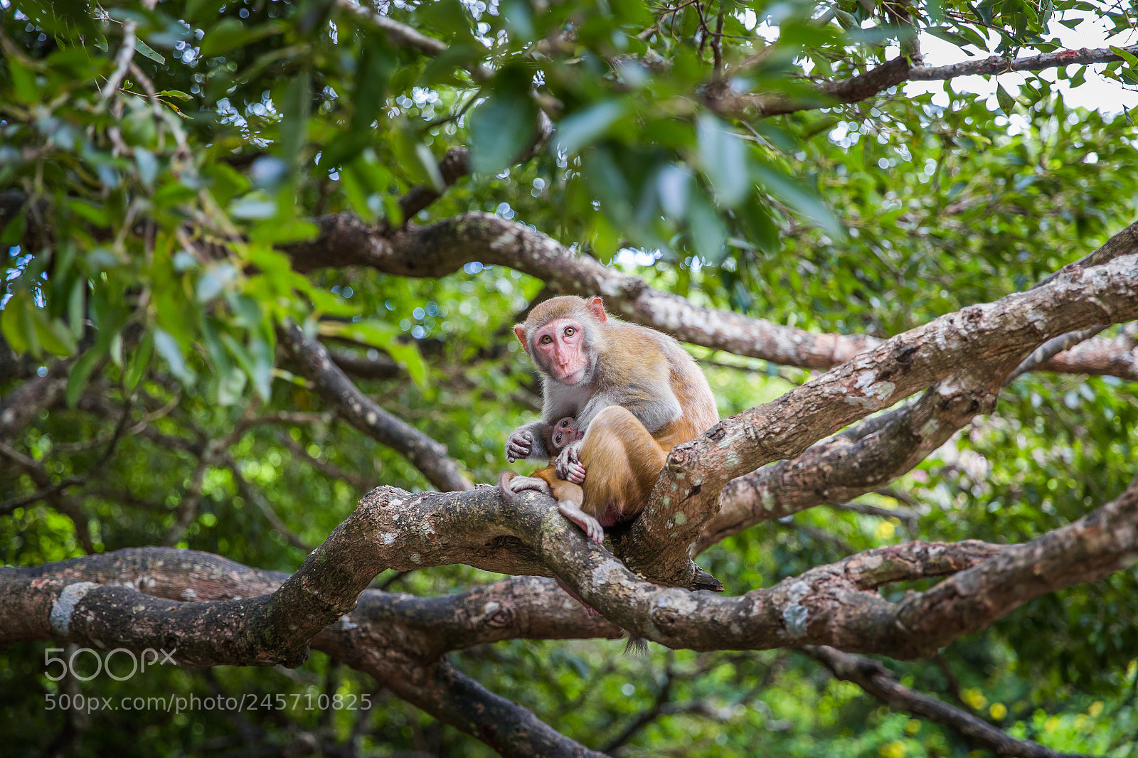 Canon EOS 6D sample photo. The monkeys photography