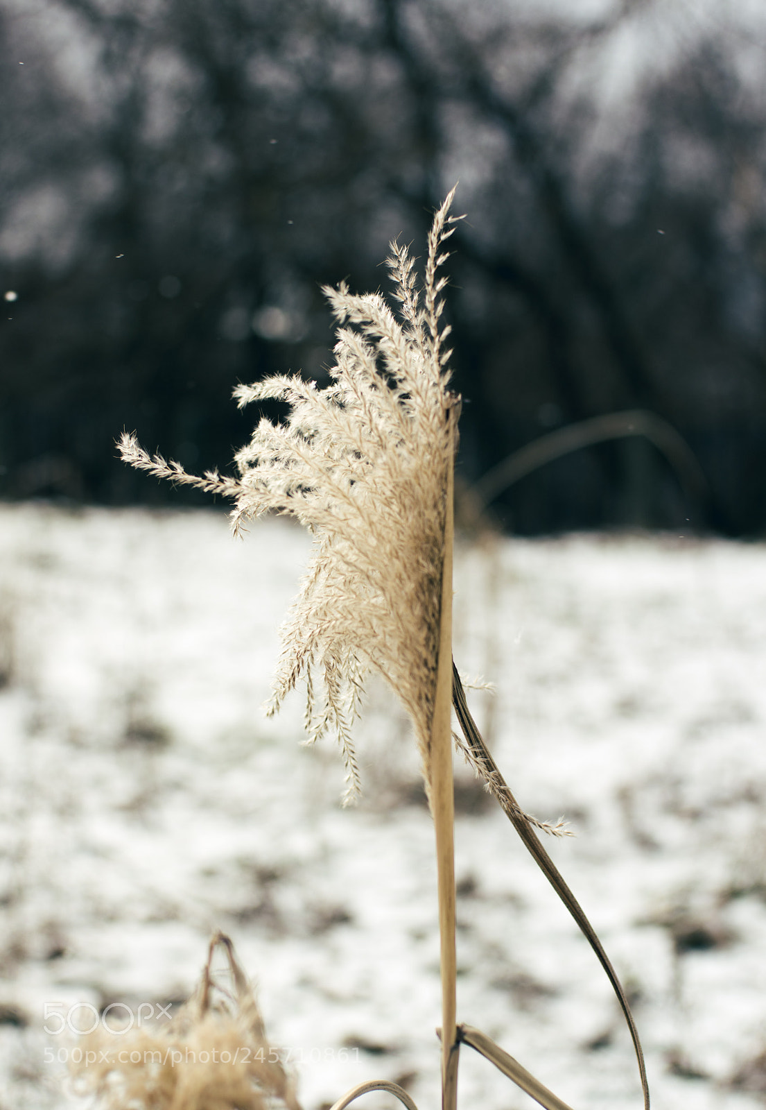 Pentax K-3 sample photo. Winter photography