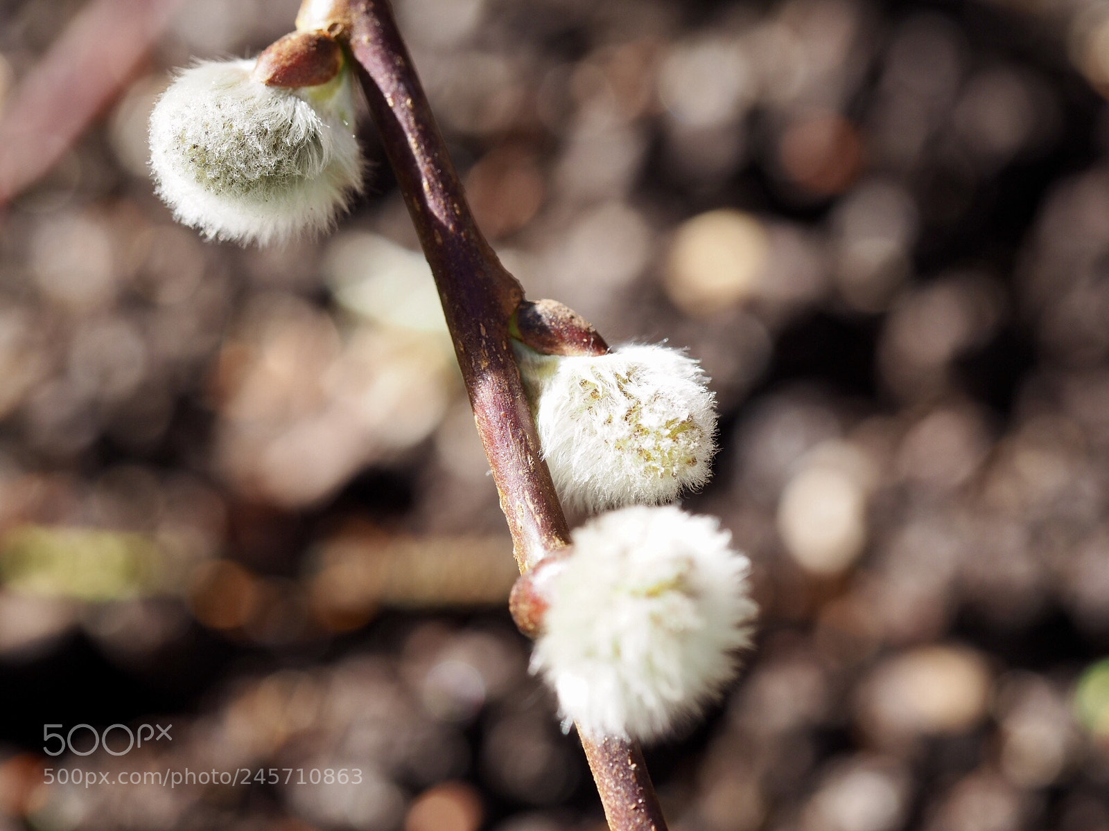 Olympus OM-D E-M10 II sample photo. Salix cinerea photography