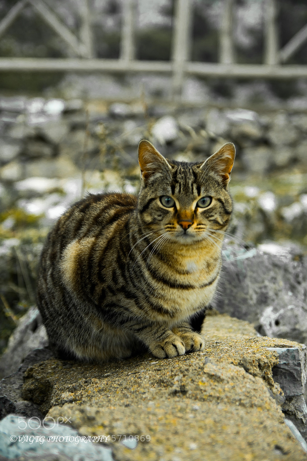 Nikon D3400 sample photo. Cat curiosity photography