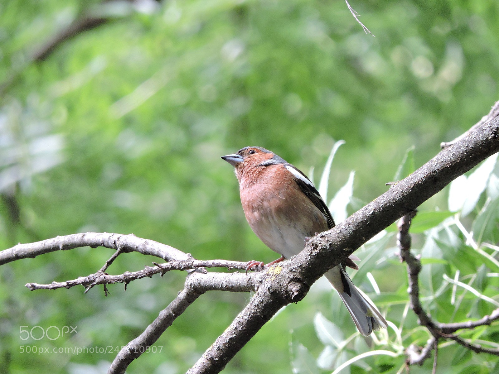 Nikon Coolpix P530 sample photo. Fringilla coelebs (male) photography