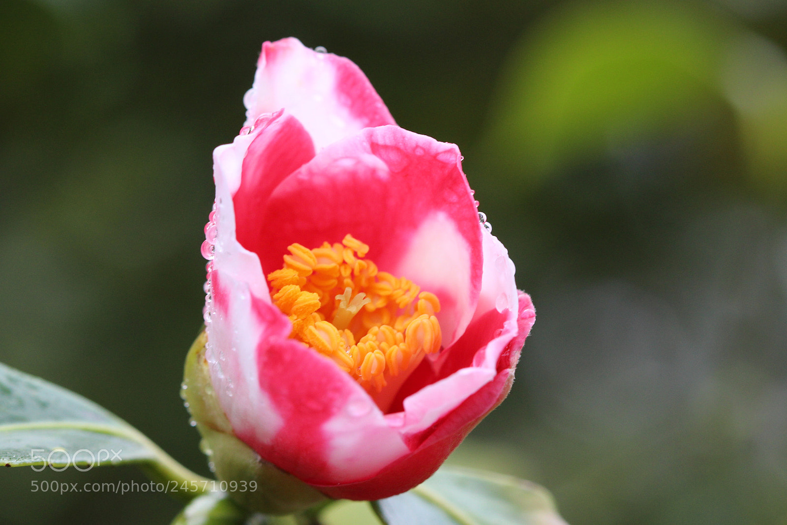 Canon EOS 700D (EOS Rebel T5i / EOS Kiss X7i) sample photo. Camelia japonica photography