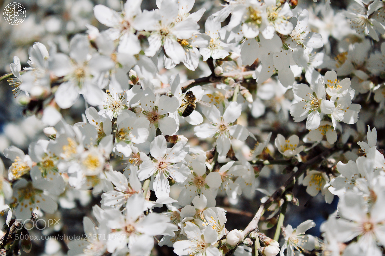 Canon EOS 1300D (EOS Rebel T6 / EOS Kiss X80) sample photo. Spring is coming photography