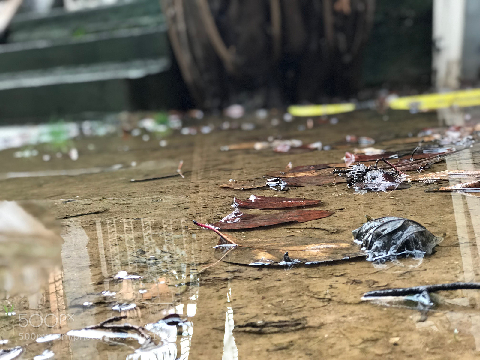 Apple iPhone 7 Plus sample photo. Rain aftermath photography