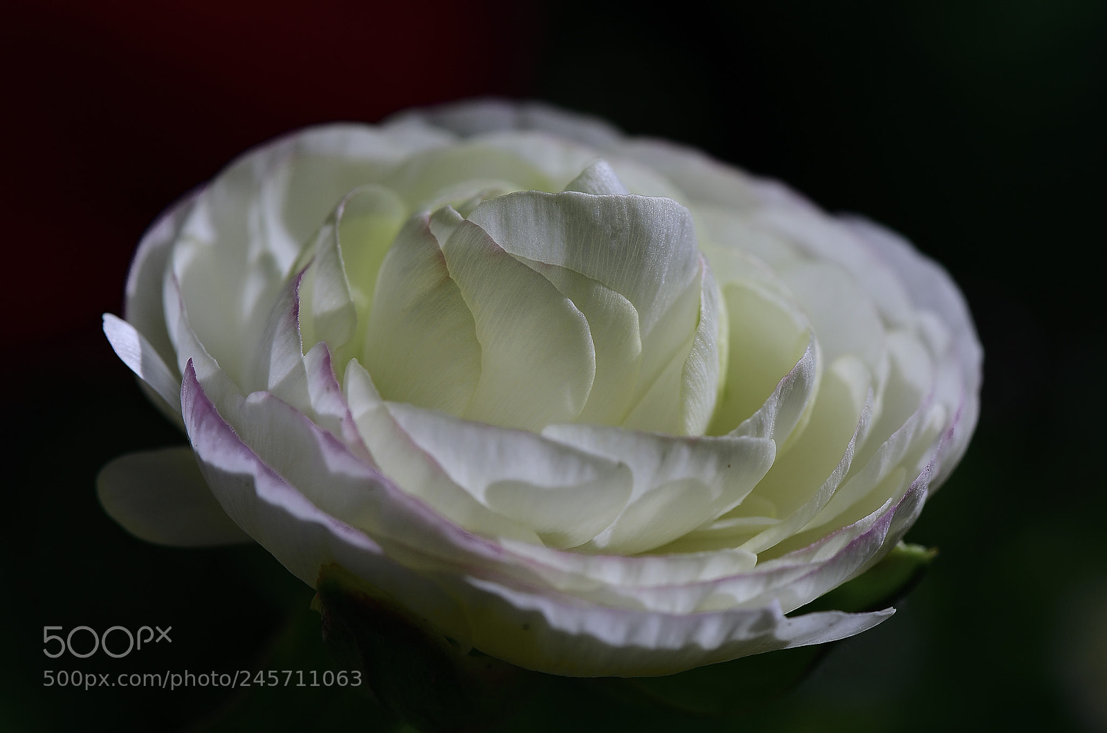 Nikon D800E sample photo. White flower born from photography