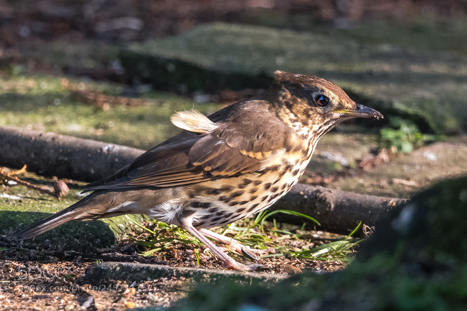 Nikon D850 sample photo. Thrush photography