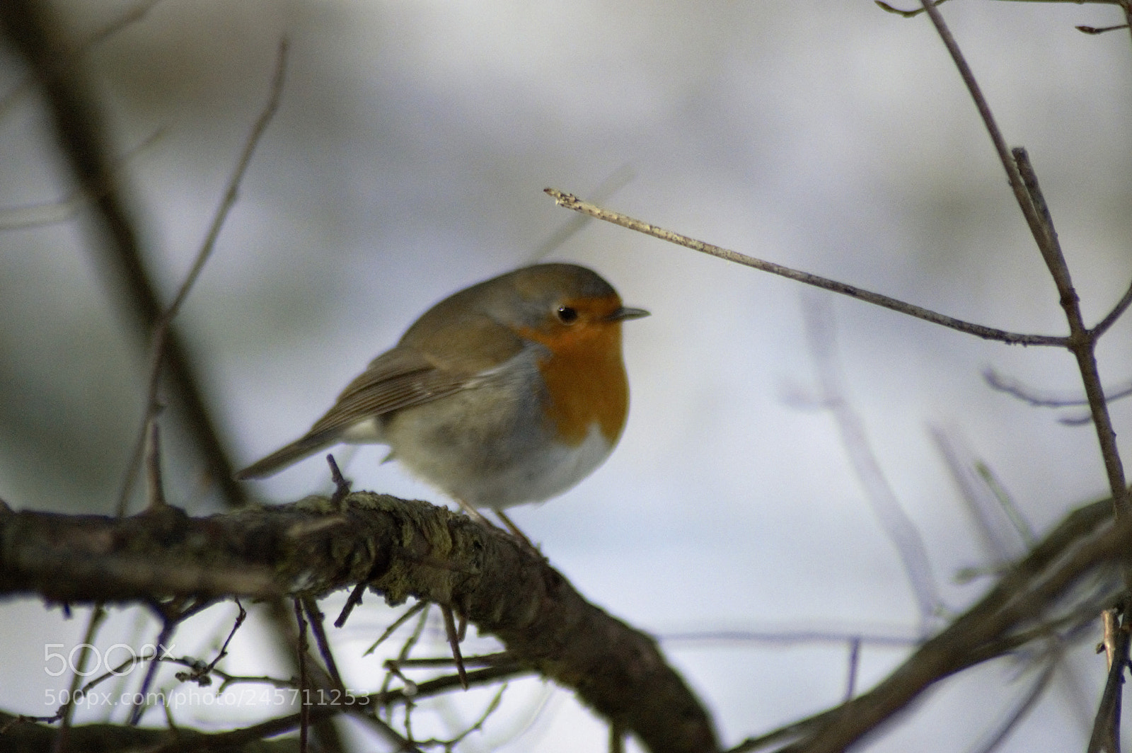 Nikon D3200 sample photo. Robin on a branch photography