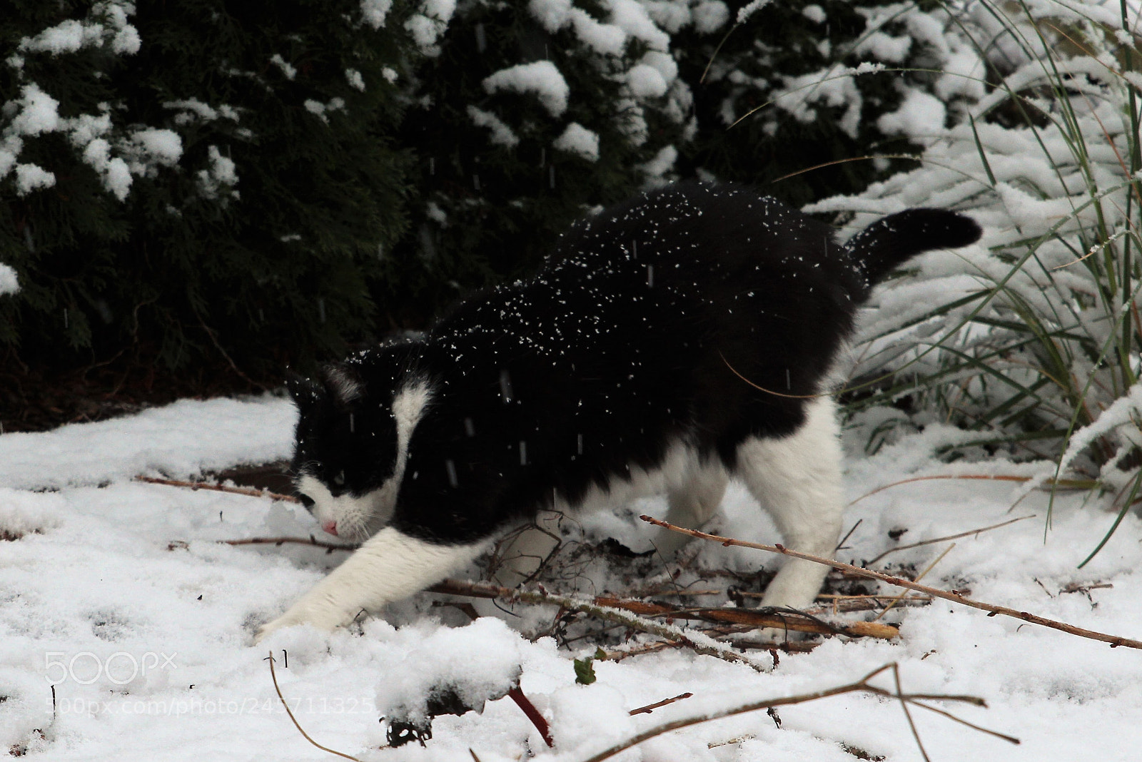 Canon EOS 700D (EOS Rebel T5i / EOS Kiss X7i) sample photo. Snow cat photography