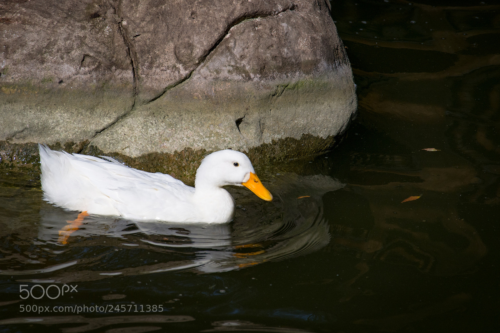 Nikon D7100 sample photo. Passing by photography