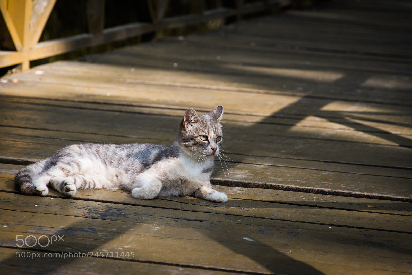 Nikon D7100 sample photo. Sunbath photography