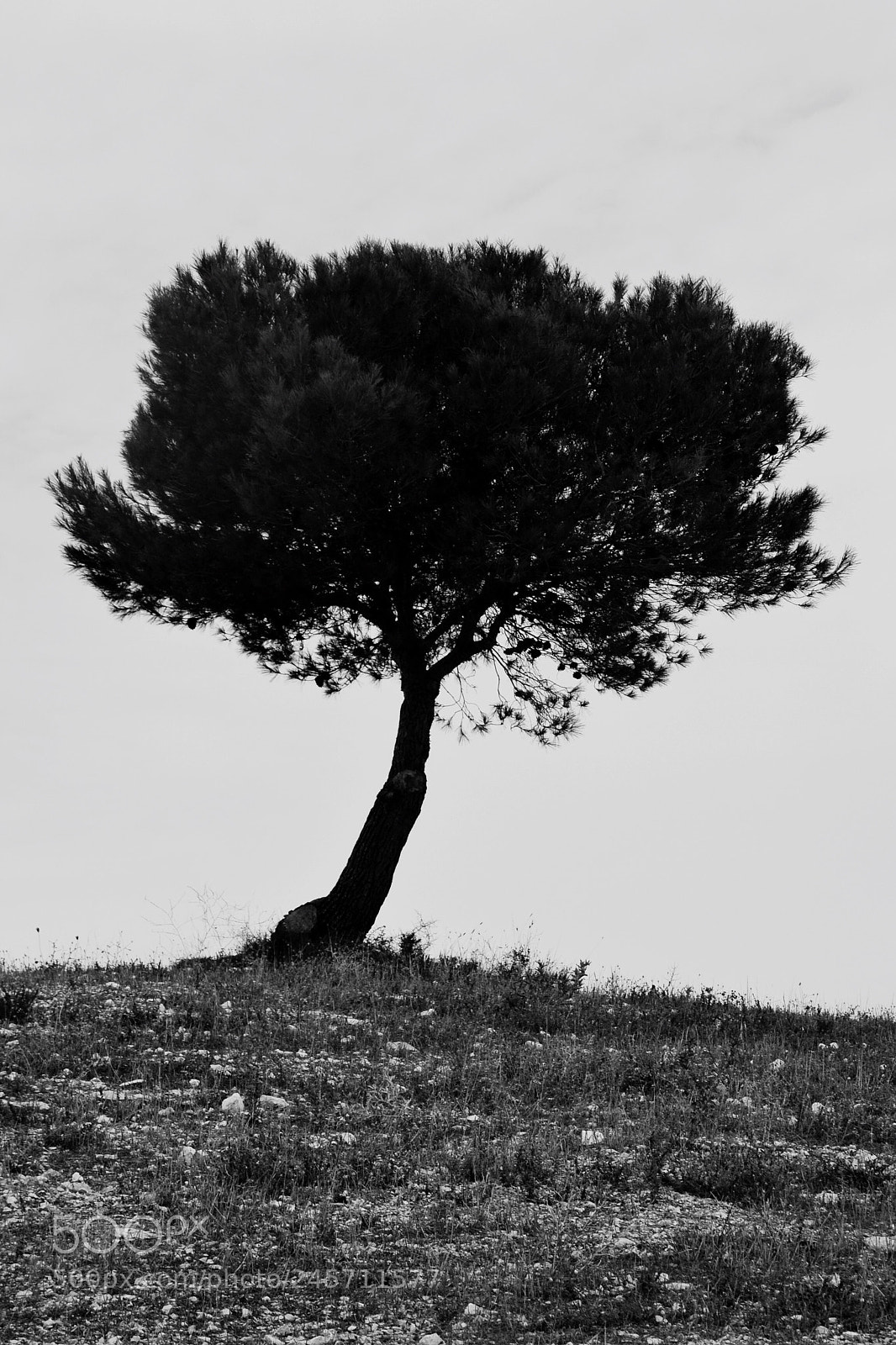 Nikon D3100 sample photo. Untitled photography