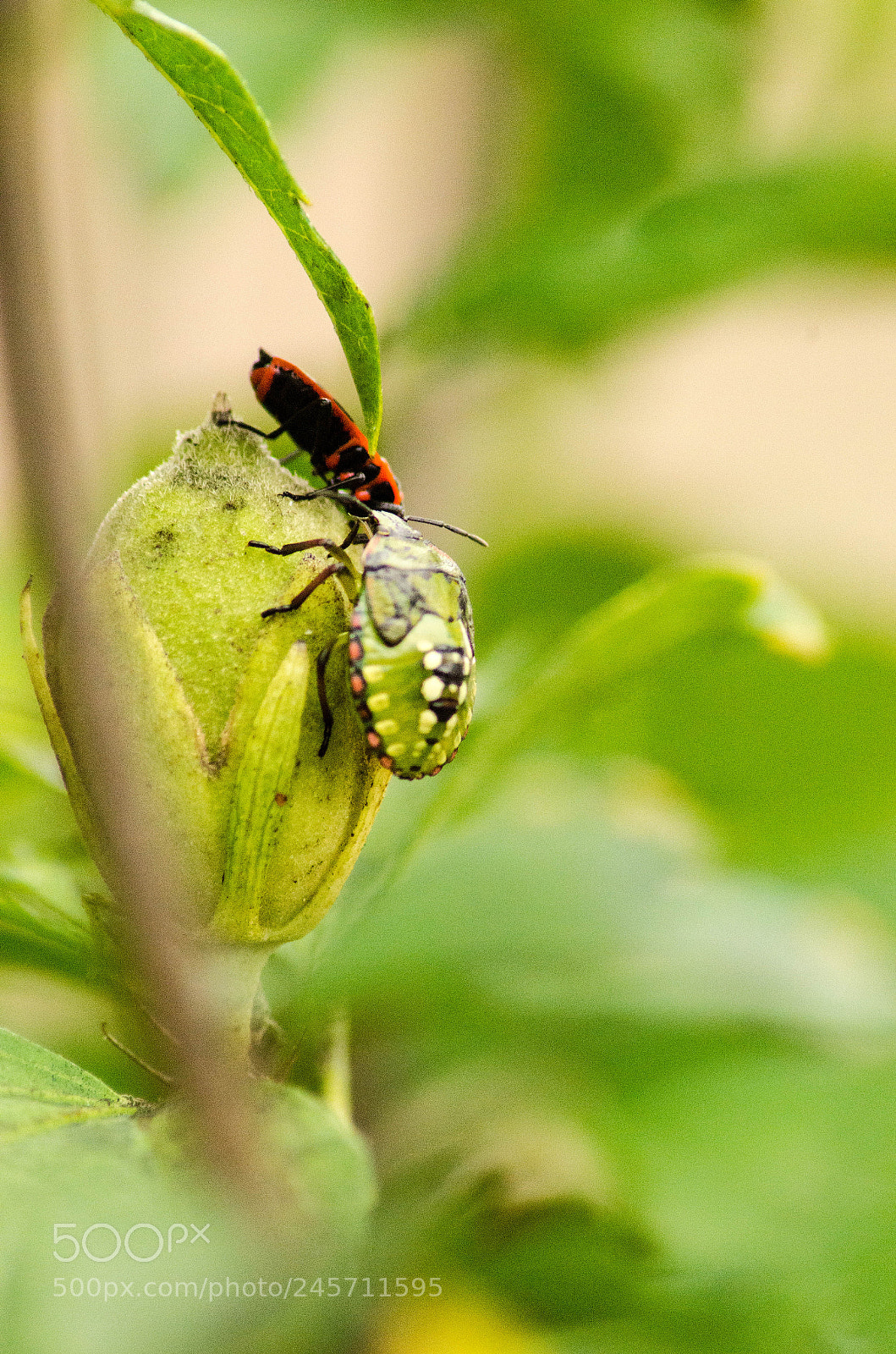 Nikon D5100 sample photo. Untitled photography