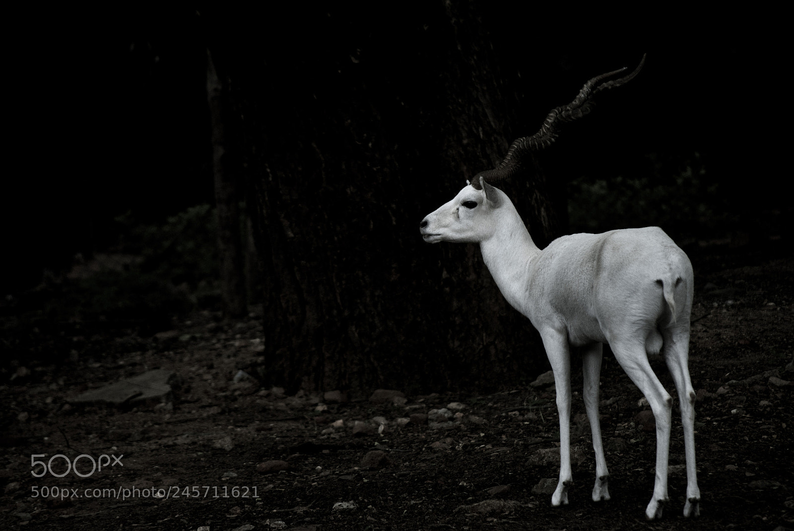 Nikon D3000 sample photo. Surreal albino deer photography