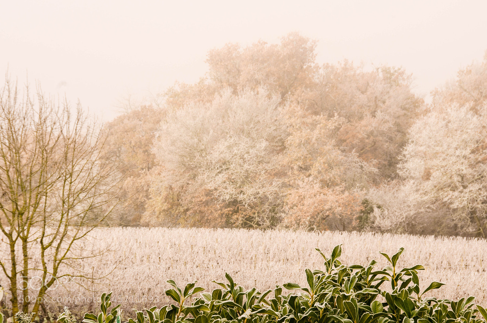 Nikon D5100 sample photo. Froid glaciale photography