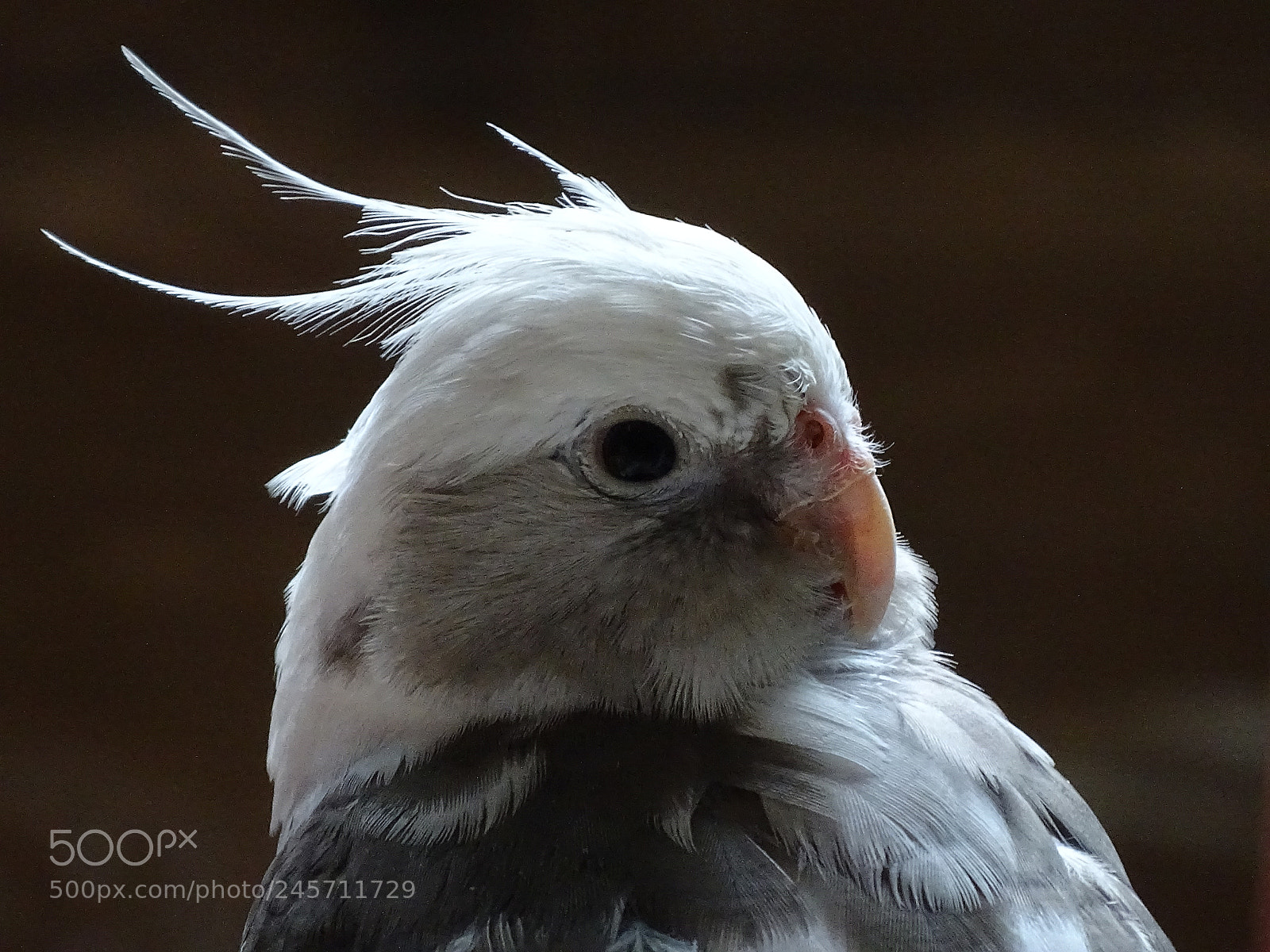 Sony Cyber-shot DSC-HX400V sample photo. Dsc photography