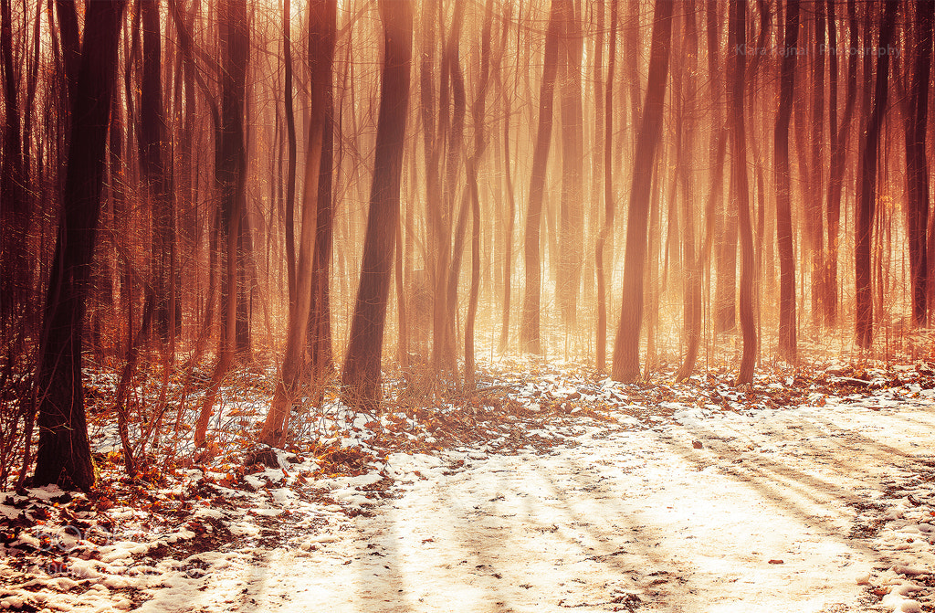 Canon EOS 700D (EOS Rebel T5i / EOS Kiss X7i) sample photo. Magic forest photography