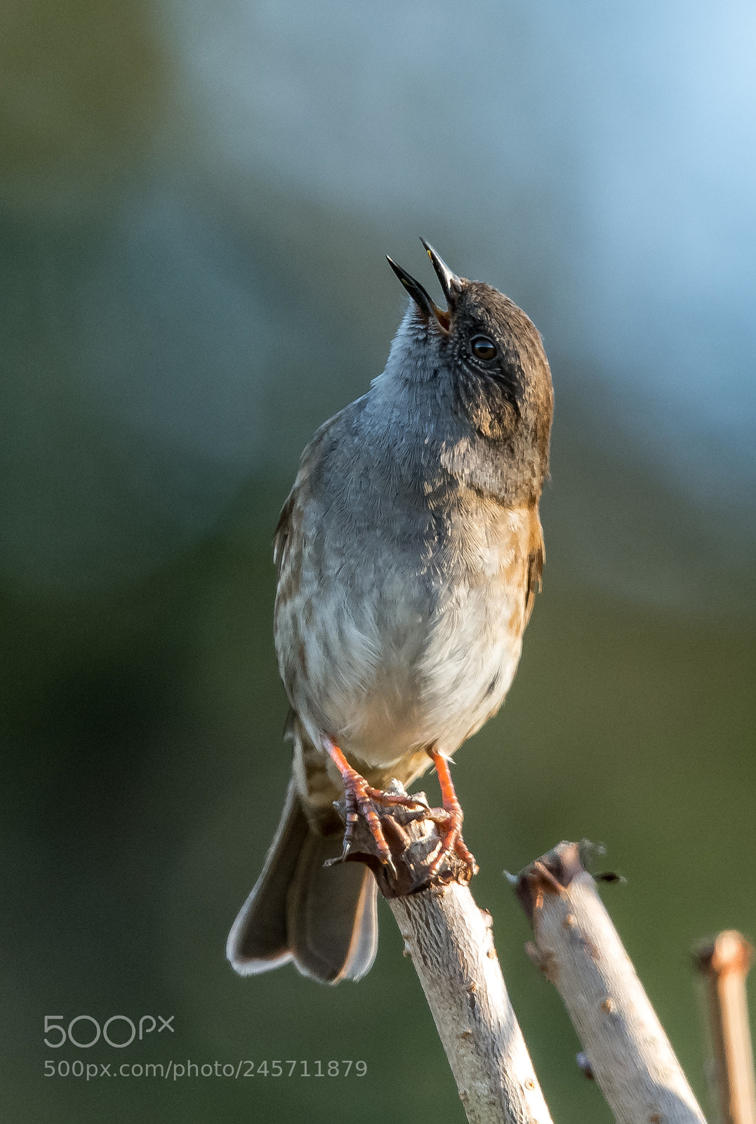 Nikon D850 sample photo. Look up and sing photography