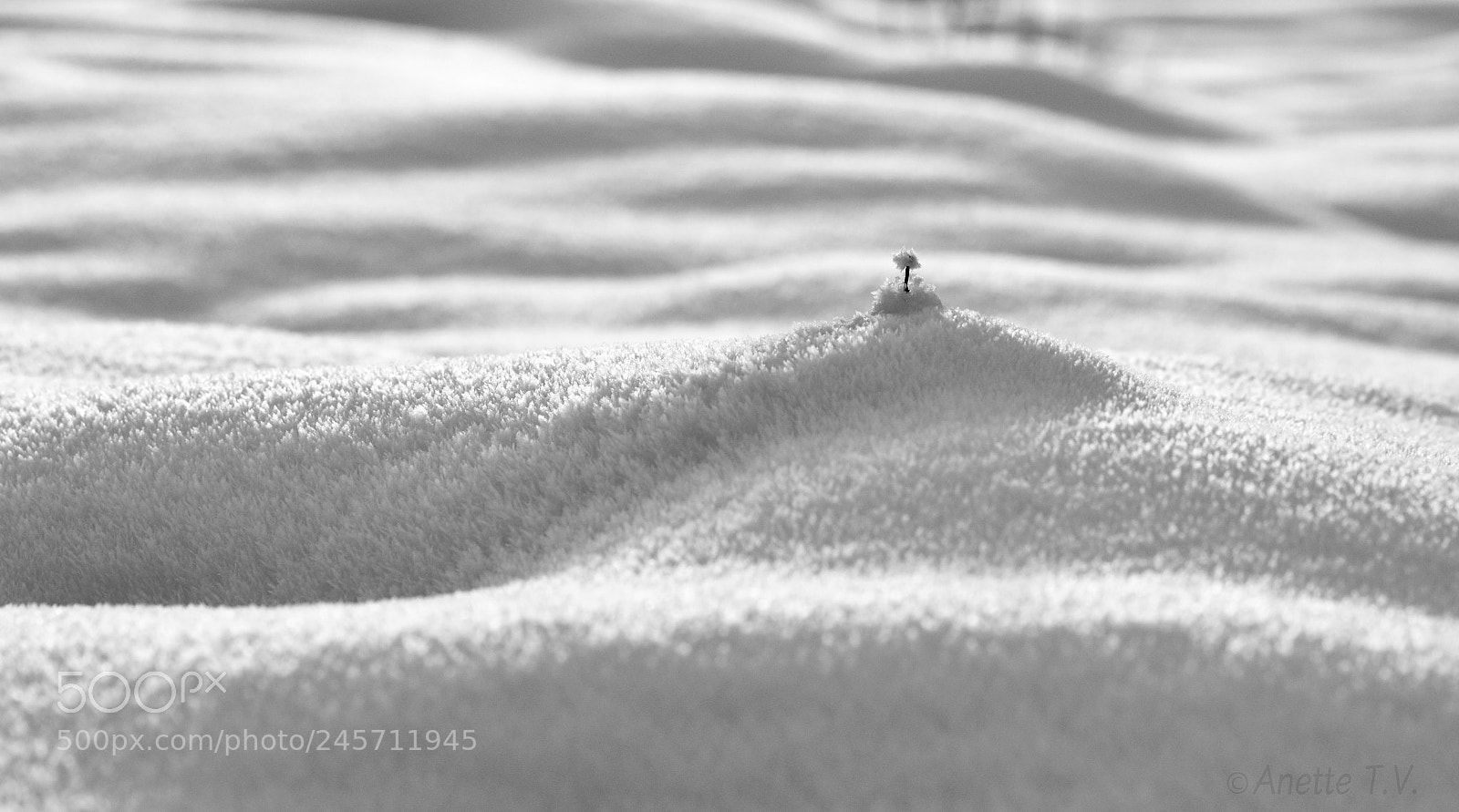 Nikon D5500 sample photo. Winter details.. photography