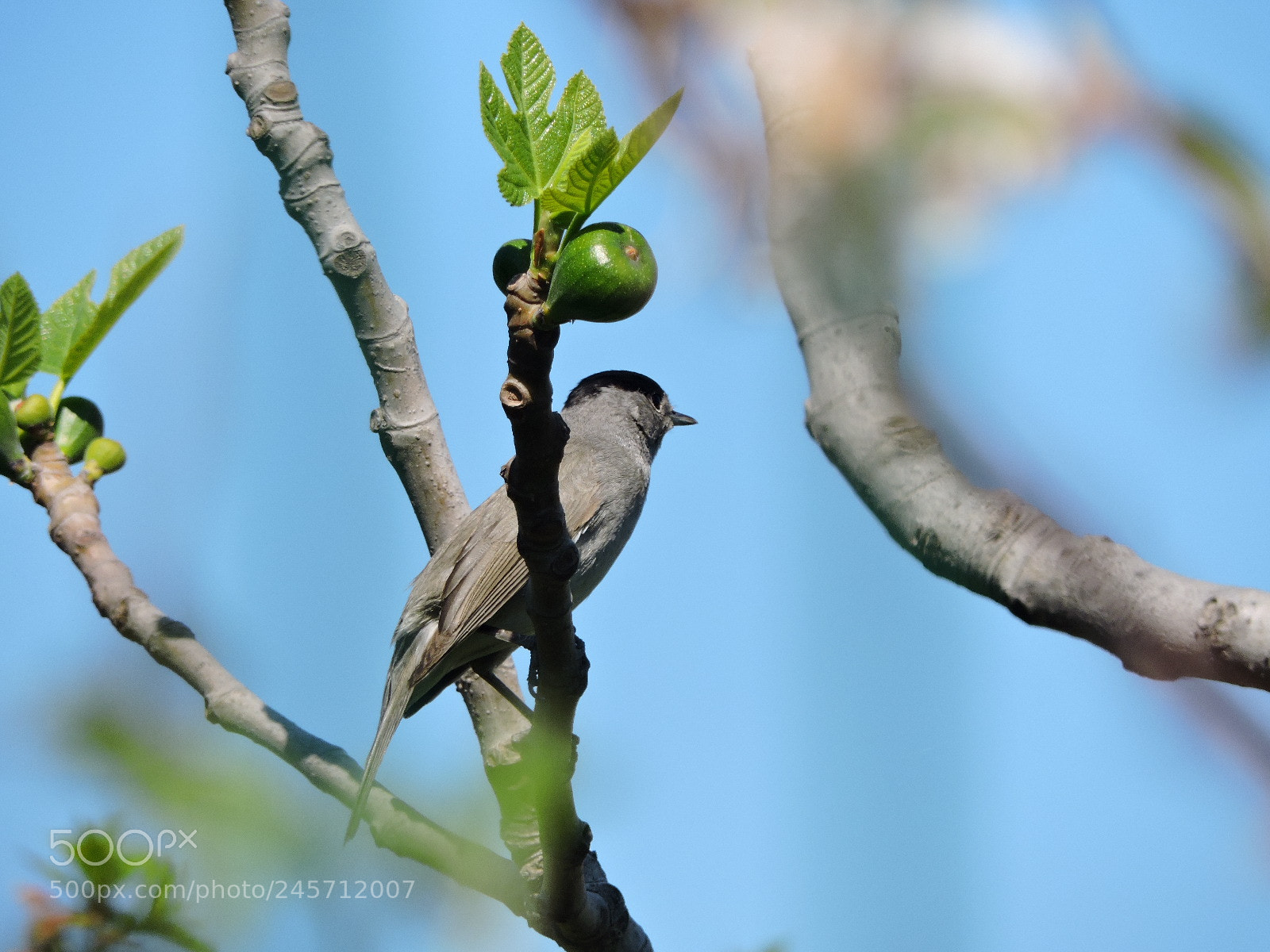 Nikon Coolpix P530 sample photo. Sylvia atricapilla, blackcap (male) photography