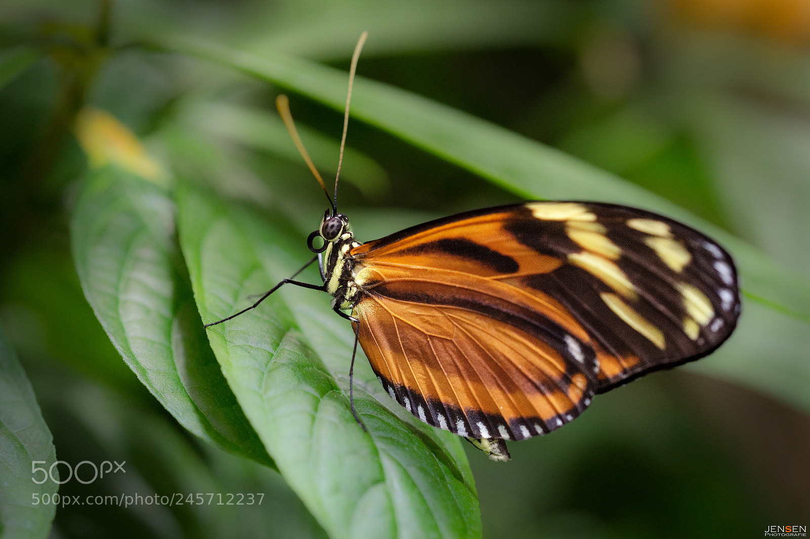 Nikon D800 sample photo. Colorful butterfly photography