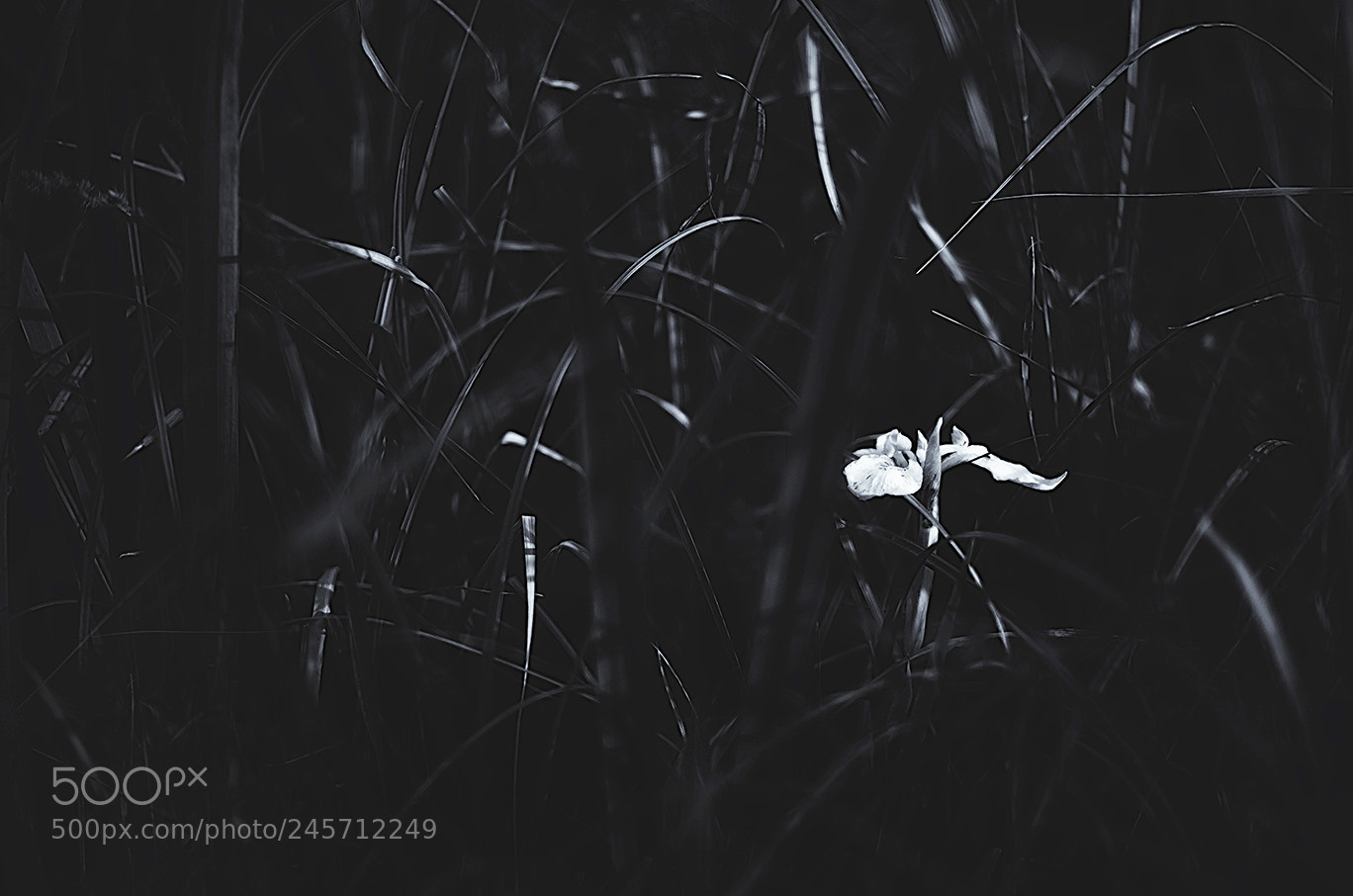 Nikon D5100 sample photo. Still life photography