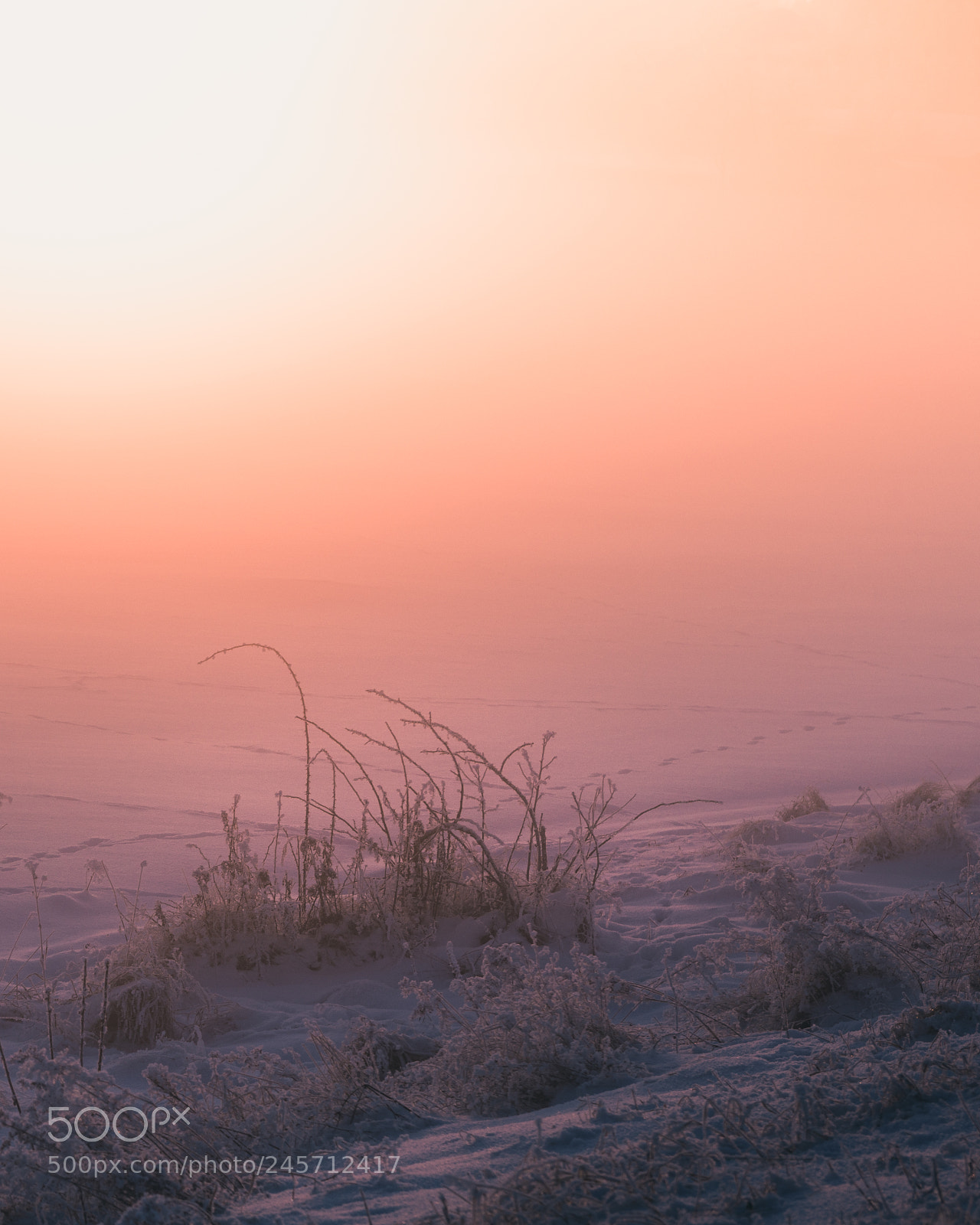 Nikon D810 sample photo. Foggy winter sunset photography