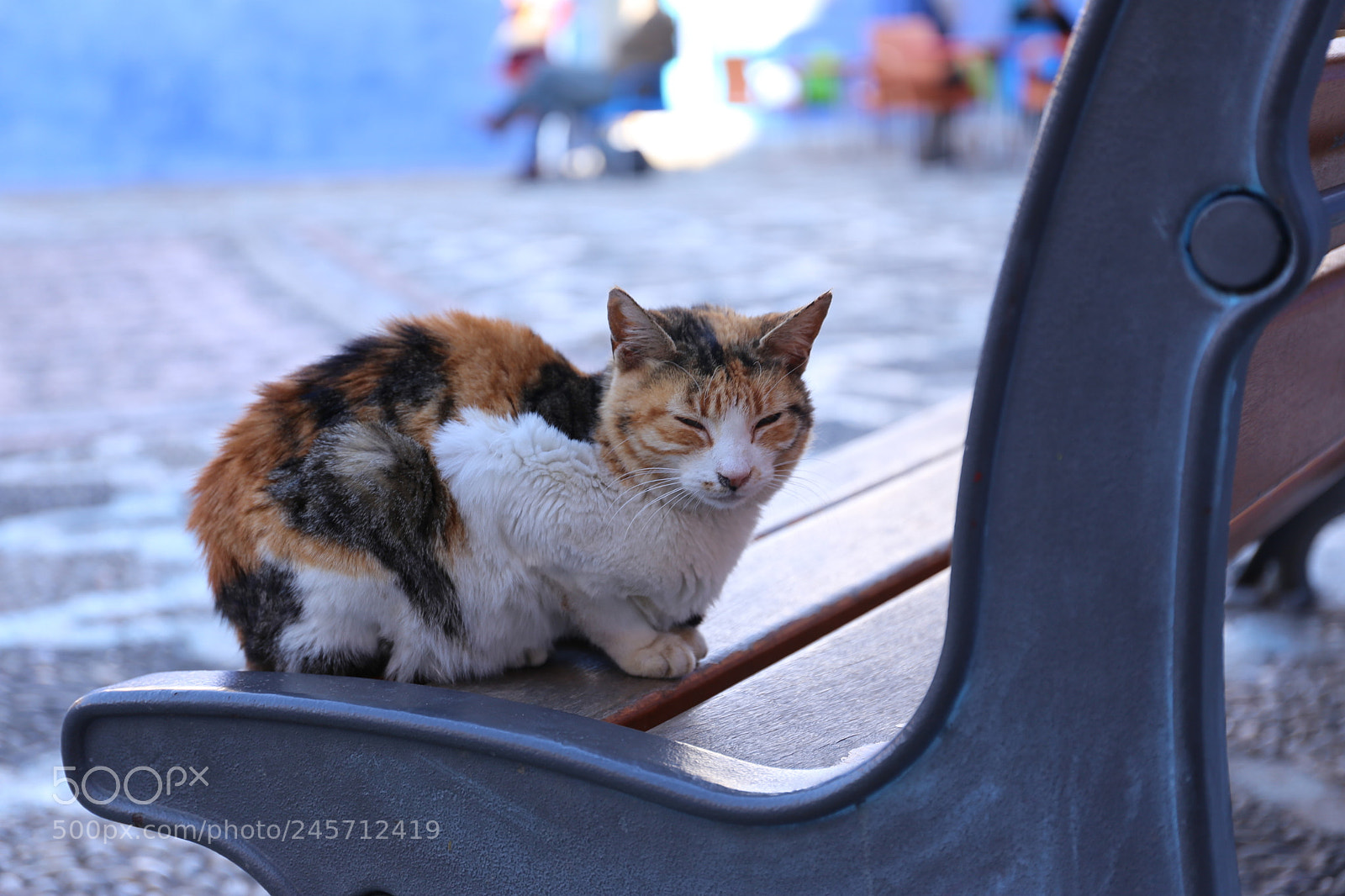 Canon EF 24-70mm F4L IS USM sample photo. ねこ photography