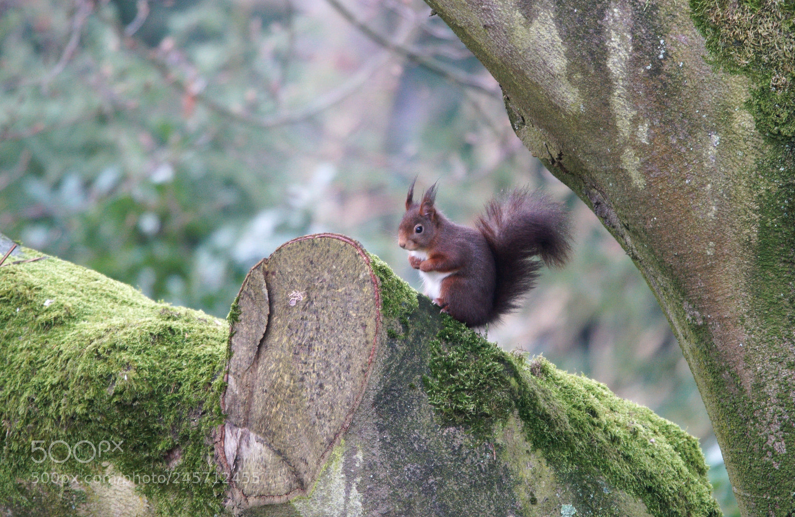 Sony a6500 sample photo. Red squirrel photography