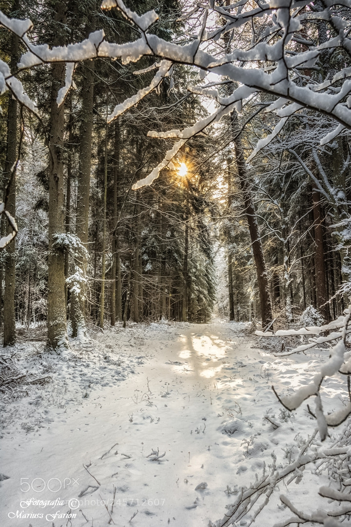 Nikon D7200 sample photo. Roztoczańskie lasy photography