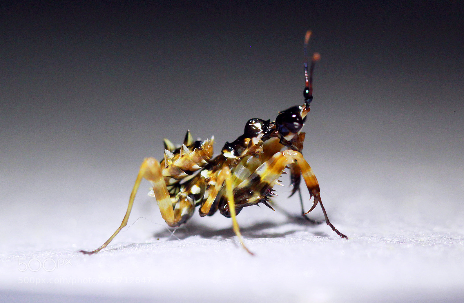 Canon EOS 60D sample photo. Fancy ant - now photography