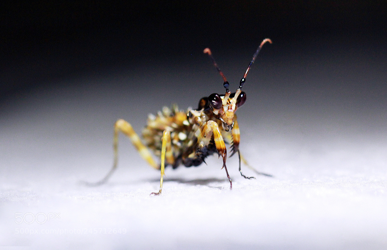 Canon EOS 60D sample photo. Fancy ant - now photography