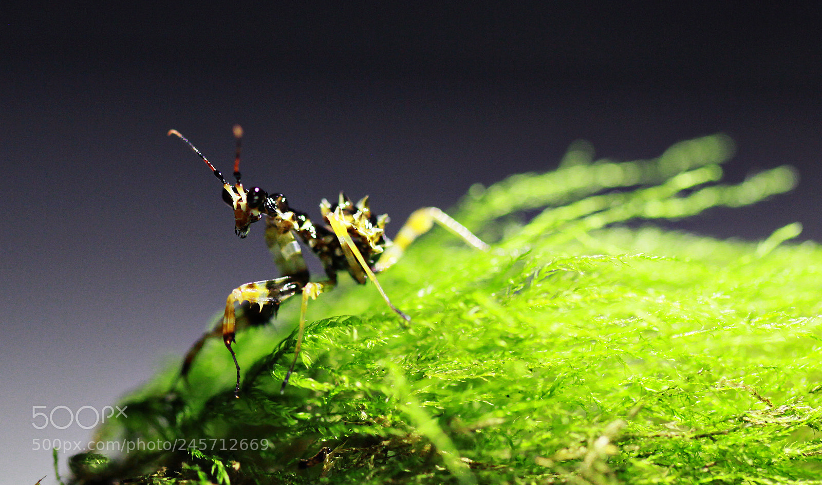 Canon EOS 60D sample photo. Fancy ant - now photography